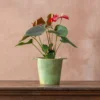 Anthurium Coral Champion ('Anthdotfan') (PBR)