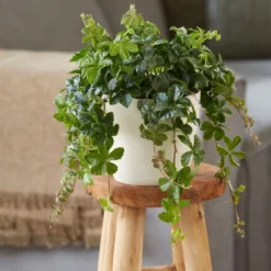 Cissus Striata -Deals Green4Ever Store pl2000034386 card3 lg