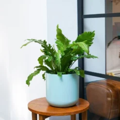 Asplenium Nidus 'Campio' (PBR) -Deals Green4Ever Store pl2000034388 card3 lg