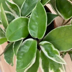 Hoya Carnosa 'Krimson Queen' -Deals Green4Ever Store pl2000034389 card2 lg