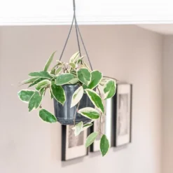 Hoya Carnosa 'Krimson Queen' -Deals Green4Ever Store pl2000034389 card3 lg