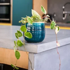 Hoya Carnosa 'Krimson Queen' -Deals Green4Ever Store pl2000034389 card4 lg