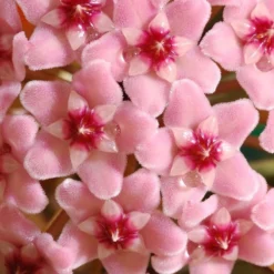 Hoya Carnosa 'Krimson Queen' -Deals Green4Ever Store pl2000034389 card5 lg