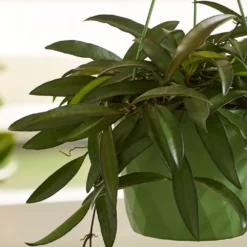 Hoya Wayetii -Deals Green4Ever Store pl2000034390 card2 lg