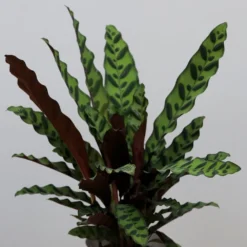 Goeppertia Lancifolia -Deals Green4Ever Store pl2000034393 card3 lg