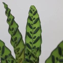 Goeppertia Lancifolia -Deals Green4Ever Store pl2000034393 card4 lg