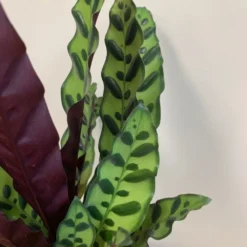 Goeppertia Lancifolia -Deals Green4Ever Store pl2000034393 card5 lg