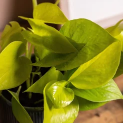 Epipremnum Pinnatum 'Golden Pothos' -Deals Green4Ever Store pl2000034398 card2 lg