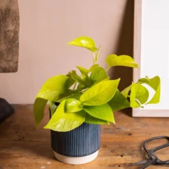 Epipremnum Pinnatum 'Golden Pothos' -Deals Green4Ever Store pl2000034398 card3 lg