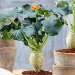 Jatropha Podagrica -Deals Green4Ever Store pl2000034415 card2 lg