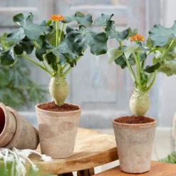 Jatropha Podagrica -Deals Green4Ever Store pl2000034415 card3 lg