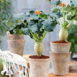 Jatropha Podagrica -Deals Green4Ever Store pl2000034415 card4 lg