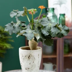 Jatropha Podagrica -Deals Green4Ever Store pl2000034415 card5 lg