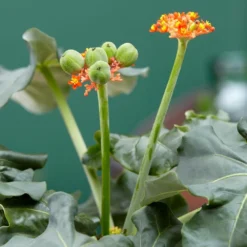 Jatropha Podagrica -Deals Green4Ever Store pl2000034415 card6 lg