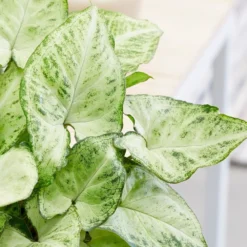 Syngonium 'Arrow' -Deals Green4Ever Store pl2000034427 card2 lg