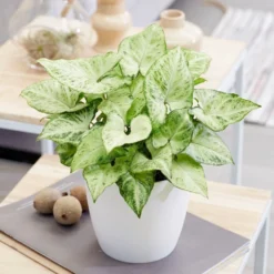 Syngonium 'Arrow' -Deals Green4Ever Store pl2000034427 card3 lg