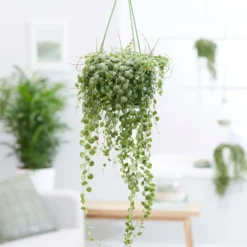 Peperomia Prostrata -Deals Green4Ever Store pl2000034430 card3 lg