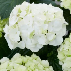 Hydrangea Macrophylla 'Schneeball' -Deals Green4Ever Store pl2000034432 card2 lg