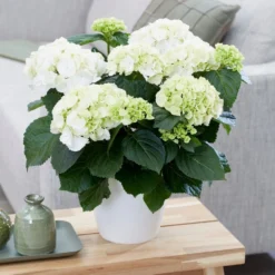 Hydrangea Macrophylla 'Schneeball' -Deals Green4Ever Store pl2000034432 card3 lg