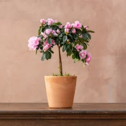 Azalea Simsii Standard Pink -Deals Green4Ever Store pl2000034435 card2 lg