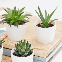Aloe And Haworthia Succulent Collection -Deals Green4Ever Store pl2000034438 card3 lg