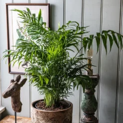 Chamaedorea Elegans -Deals Green4Ever Store pl2000034445 card3 lg