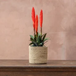 Vriesea 'Era' (PBR) -Deals Green4Ever Store pl2000034449 card3 lg