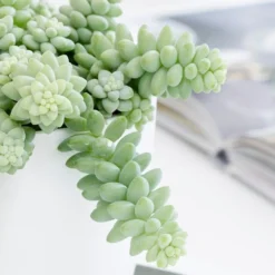 Sedum Morganianum -Deals Green4Ever Store pl2000034457 card3 lg