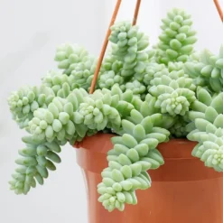 Sedum Morganianum -Deals Green4Ever Store pl2000034457 card4 lg