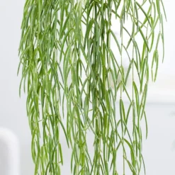 Hoya Linearis -Deals Green4Ever Store pl2000034464 card4 lg