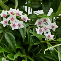 Hoya Lanceolata Subsp. Bella -Deals Green4Ever Store pl2000034465 card2 lg