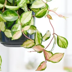Hoya Carnosa 'Tricolor' -Deals Green4Ever Store pl2000034468 card2 lg