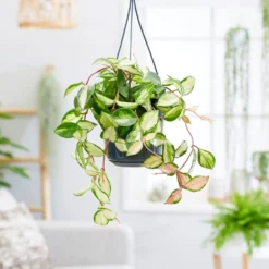 Hoya Carnosa 'Tricolor' -Deals Green4Ever Store pl2000034468 card3 lg