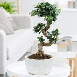 Ficus Microcarpa 'Ginseng' In Bowl Pot