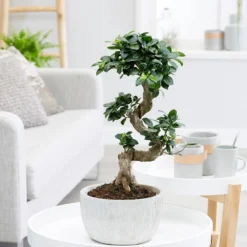 Ficus Microcarpa 'Ginseng' In Bowl Pot -Deals Green4Ever Store pl2000034470 card3 lg