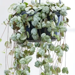 Ceropegia Linearis Subsp. Woodii -Deals Green4Ever Store pl2000034471 card4 lg