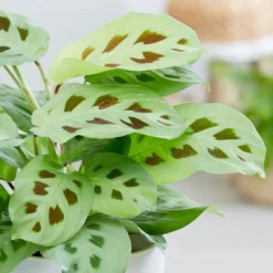 Maranta Leuconeura -Deals Green4Ever Store pl2000034472 card3 lg