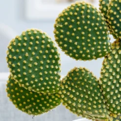 Opuntia Microdasys -Deals Green4Ever Store pl2000034473 card3 lg