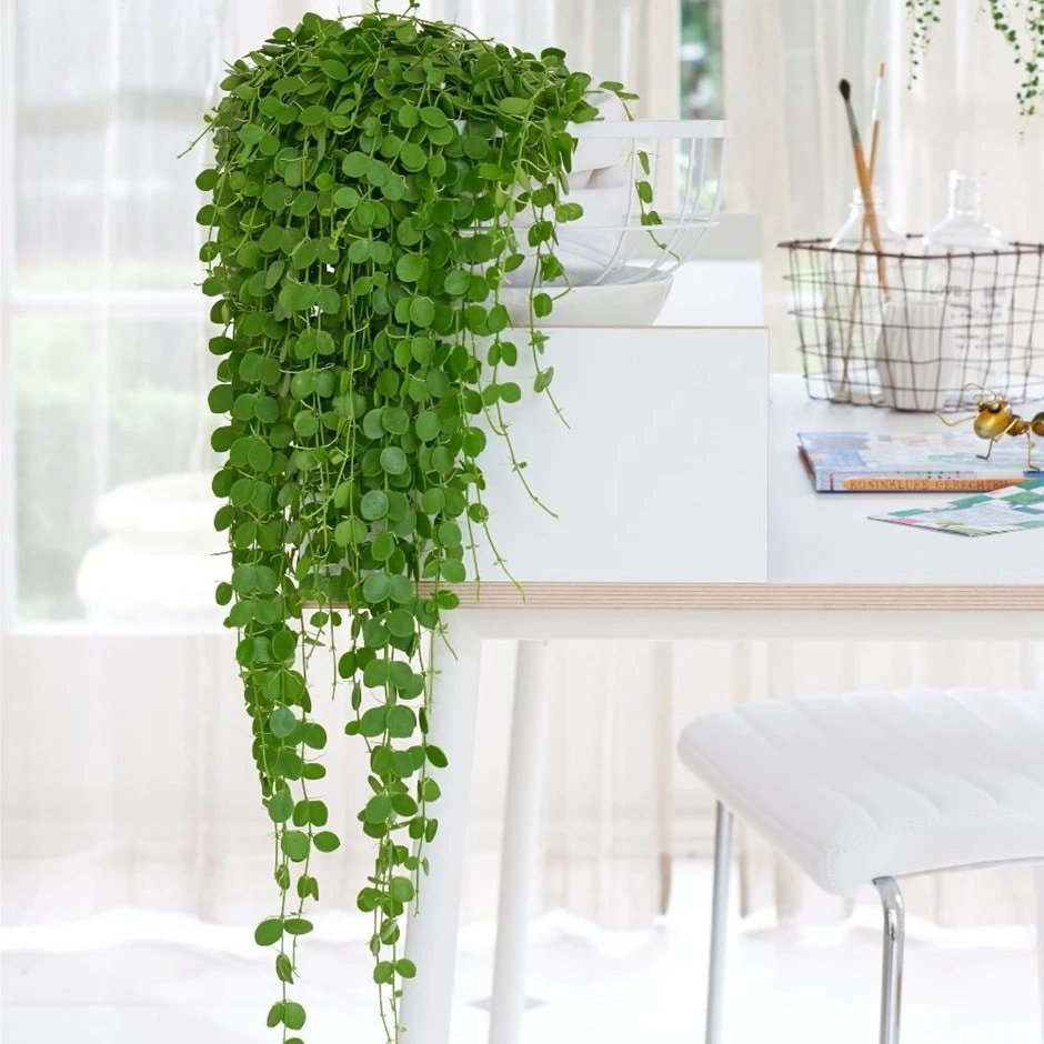 Dischidia Nummularia 1 Dischidia Nummularia