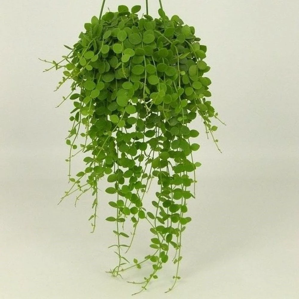 Dischidia Nummularia 2 Dischidia Nummularia - Image 2