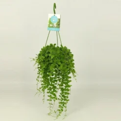 Dischidia Nummularia 5 Dischidia Nummularia -Deals Green4Ever Store pl2000034480 card4 lg