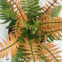 Dryopteris Wallichiana Jurassic Gold ('Hollasic') (PBR) -Deals Green4Ever Store pl2000034503 card3 lg
