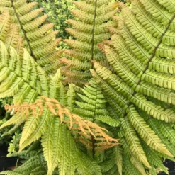 Dryopteris Wallichiana Jurassic Gold ('Hollasic') (PBR) -Deals Green4Ever Store pl2000034503 card5 lg