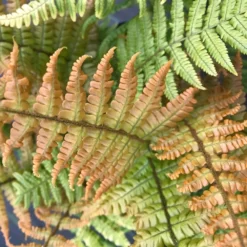 Dryopteris Wallichiana Jurassic Gold ('Hollasic') (PBR) -Deals Green4Ever Store pl2000034503 card6 lg