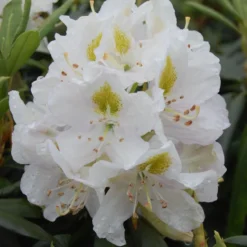 Rhododendron 'Madame Masson'