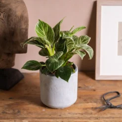 Philodendron 'Birkin' -Deals Green4Ever Store pl2000035827 card3 lg