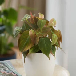 Philodendron Scandens 'Micans'