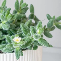 Delosperma Echinatum -Deals Green4Ever Store pl2000035839 card2 lg