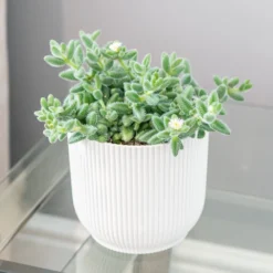 Delosperma Echinatum -Deals Green4Ever Store pl2000035839 card3 lg