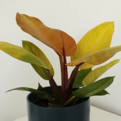 Philodendron 'Prince Of Orange' -Deals Green4Ever Store pl2000035844 card3 lg
